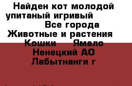 Найден кот,молодой упитаный игривый 12.03.2017 - Все города Животные и растения » Кошки   . Ямало-Ненецкий АО,Лабытнанги г.